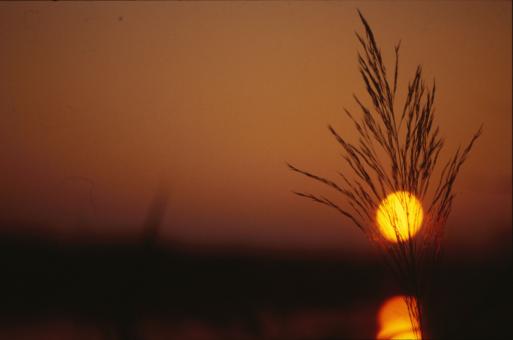 Free Stock Photo of Sunset