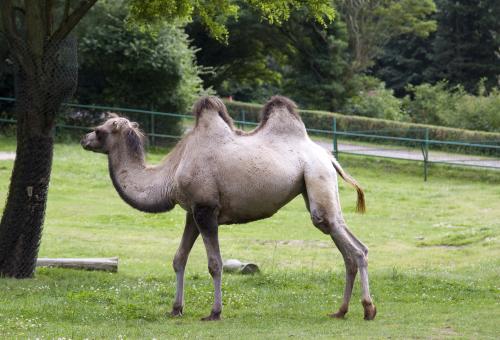 Free Stock Photo of Camel