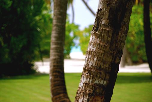 Free Stock Photo of Bark