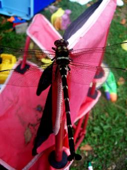 Free Stock Photo of Dragonfly Closeup