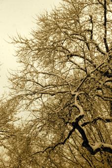Free Stock Photo of Snow branches