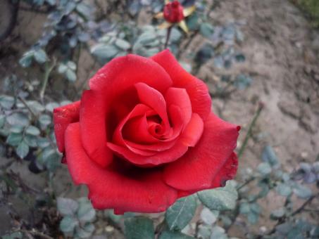 Free Stock Photo of Red Rose