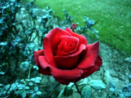 Free Stock Photo of Red Rose