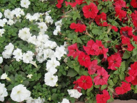 Free Stock Photo of White and Red Flowers