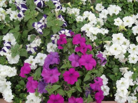 Free Stock Photo of White and Purple Flowers