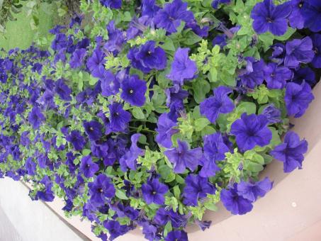 Free Stock Photo of Purple Flowers