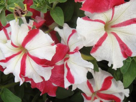 Free Stock Photo of White and Red Flowers