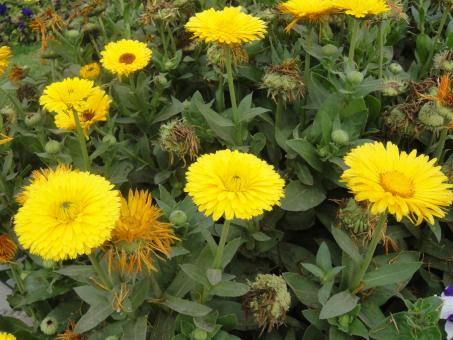 Free Stock Photo of Sun Flowers