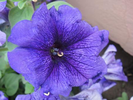 Free Stock Photo of Blue Flower