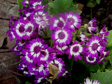 Free Stock Photo of Flowers