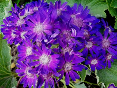 Free Stock Photo of Flowers