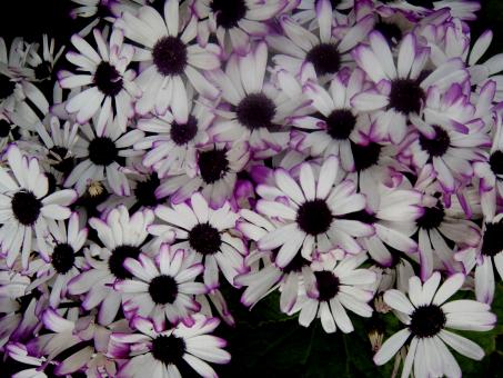 Free Stock Photo of Flowers