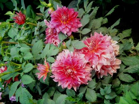 Free Stock Photo of Flowers