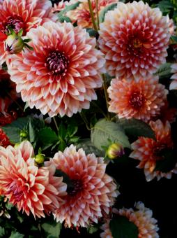 Free Stock Photo of Flowers