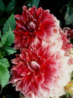 Free Stock Photo of Flowers
