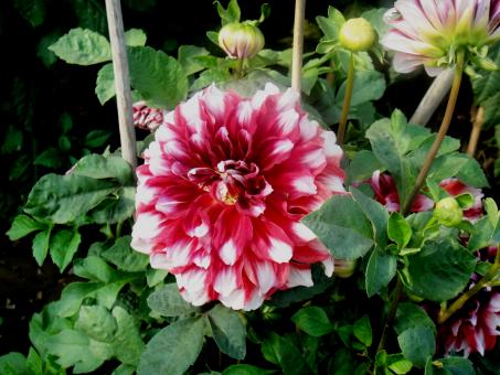Free Stock Photo of Flowers