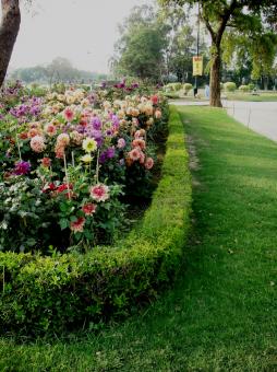 Free Stock Photo of Flowers