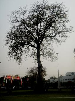 Free Stock Photo of Tree