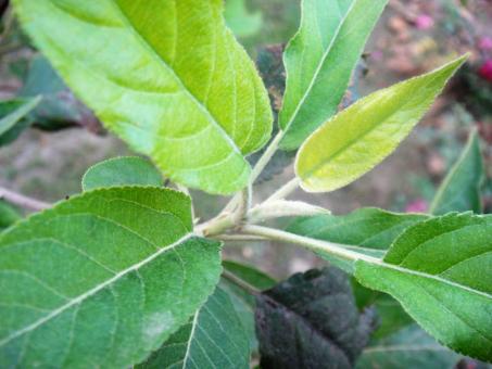 Free Stock Photo of Leaf starts to grow