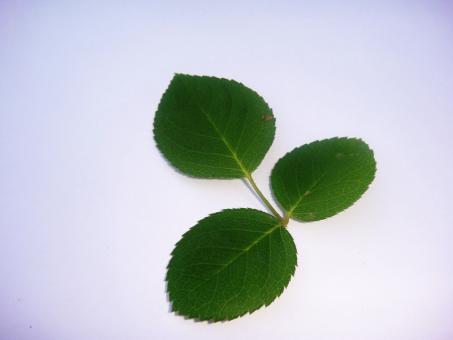 Free Stock Photo of Rose leaves