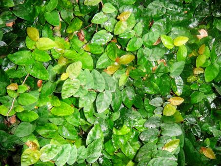 Free Stock Photo of Green small leaves