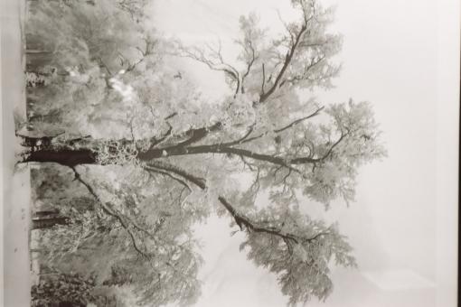 Free Stock Photo of Snowy day