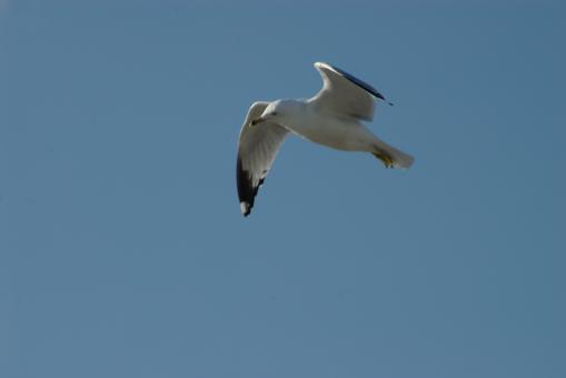 Free Stock Photo of Florida pictures