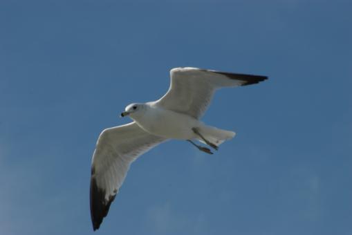 Free Stock Photo of Florida