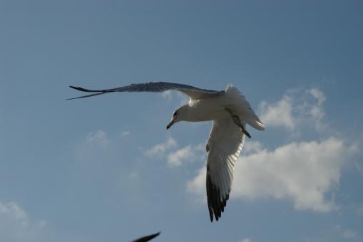 Free Stock Photo of Florida