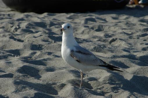 Free Stock Photo of Florida