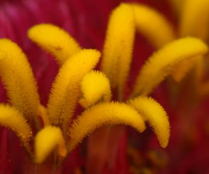 Free Stock Photo of Zinnia Stamen