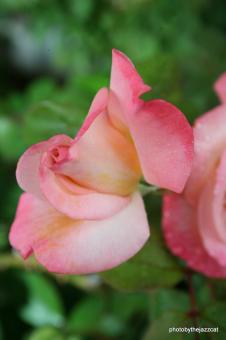 Free Stock Photo of Rose 2