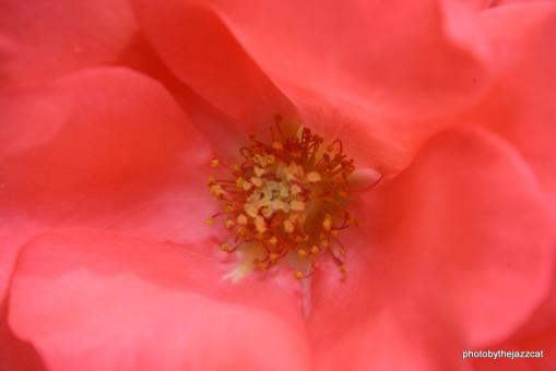 Free Stock Photo of Rose 4