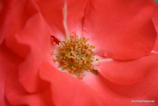 Free Stock Photo of Rose 5