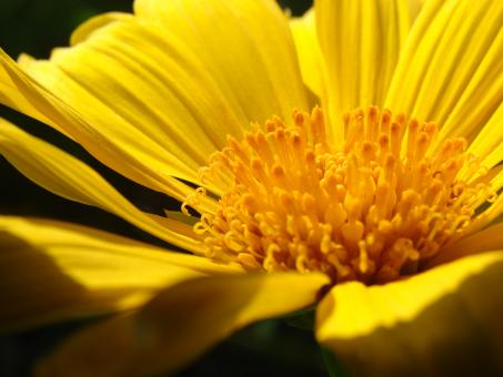 Free Stock Photo of Yellow Flower