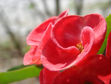Free Stock Photo of Red Flower