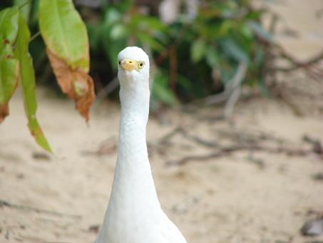 Free Stock Photo of White Bird
