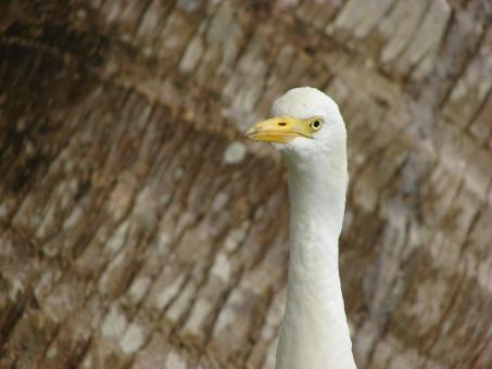 Free Stock Photo of White Bird