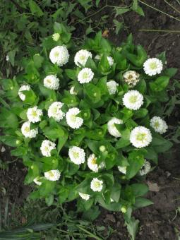 Free Stock Photo of White Flowers
