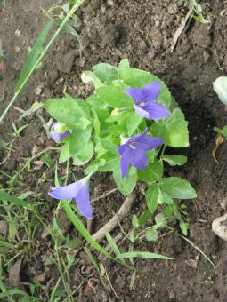 Free Stock Photo of Purple Flower