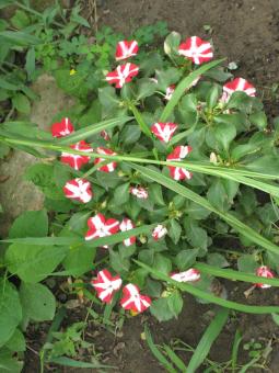 Free Stock Photo of Red Flowers