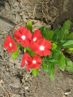 Free Stock Photo of Red Flowers