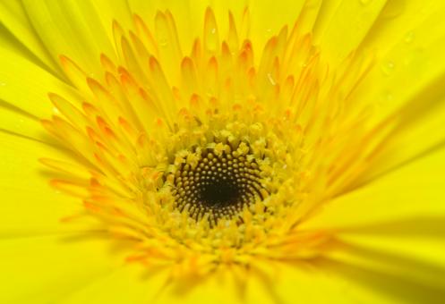 Free Stock Photo of Yellow Flower 