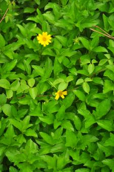 Free Stock Photo of Tiny Yellow Flower