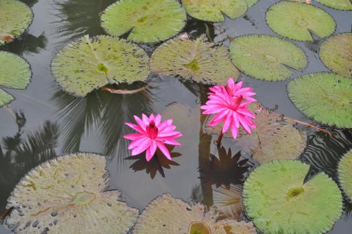 Free Stock Photo of Lotus Flowers