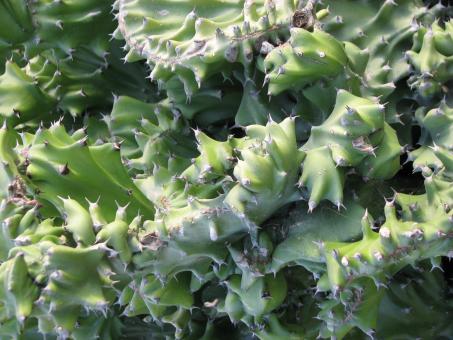 Free Stock Photo of Green Cactus