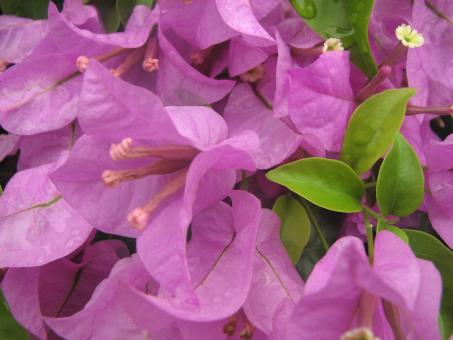 Free Stock Photo of Pink Flowers