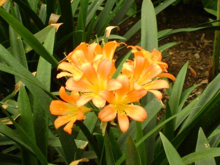Free Stock Photo of Golden flower