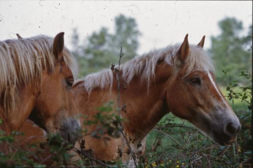 Free Stock Photo of Horses