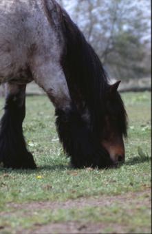 Free Stock Photo of Horses